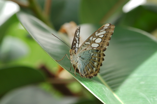 Butterfly green