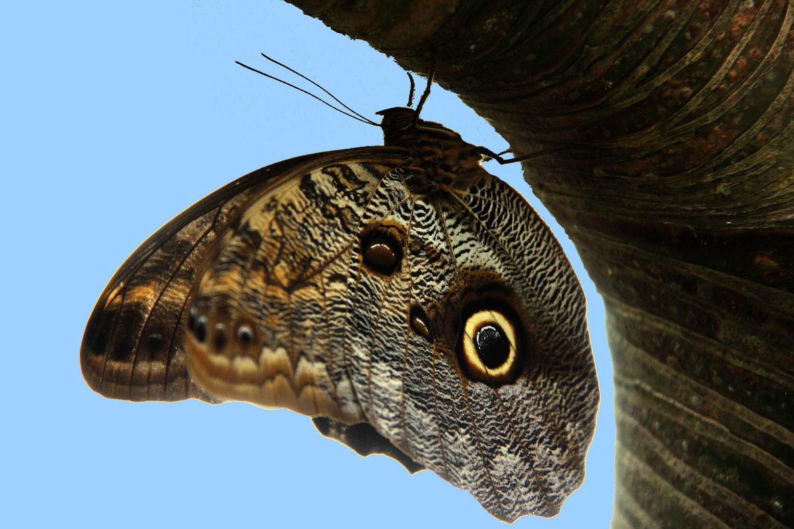 butterfly hanging on a tree