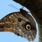 butterfly hanging on a tree