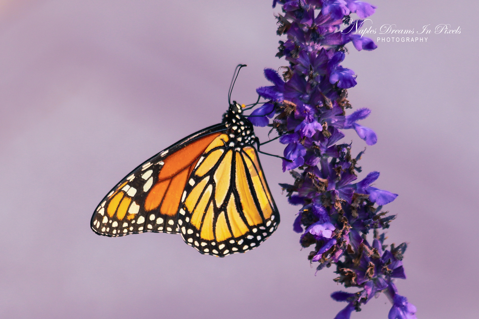 Butterfly having lunch