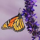 Butterfly having lunch