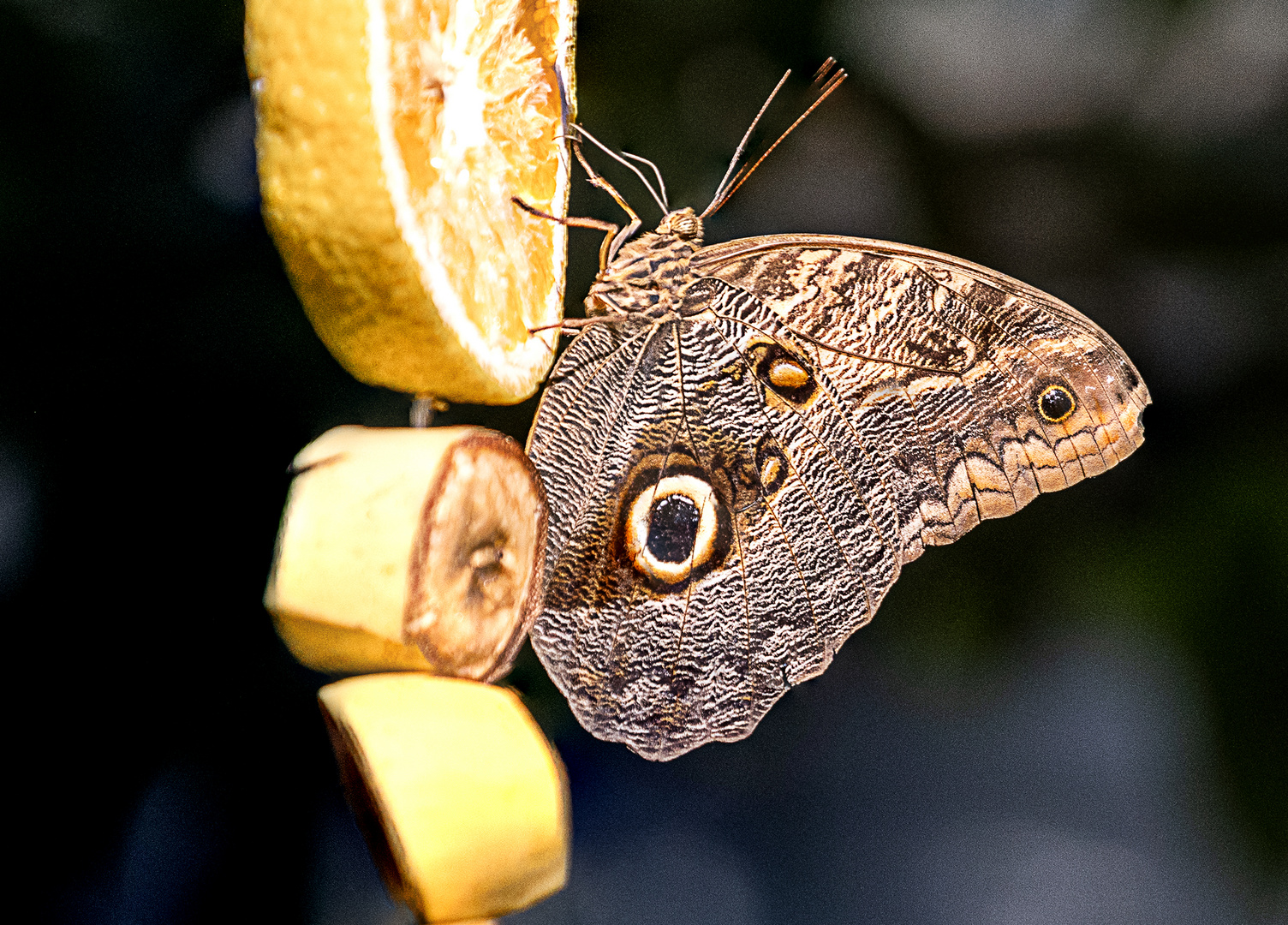 Butterfly House 1