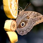 Butterfly House 1