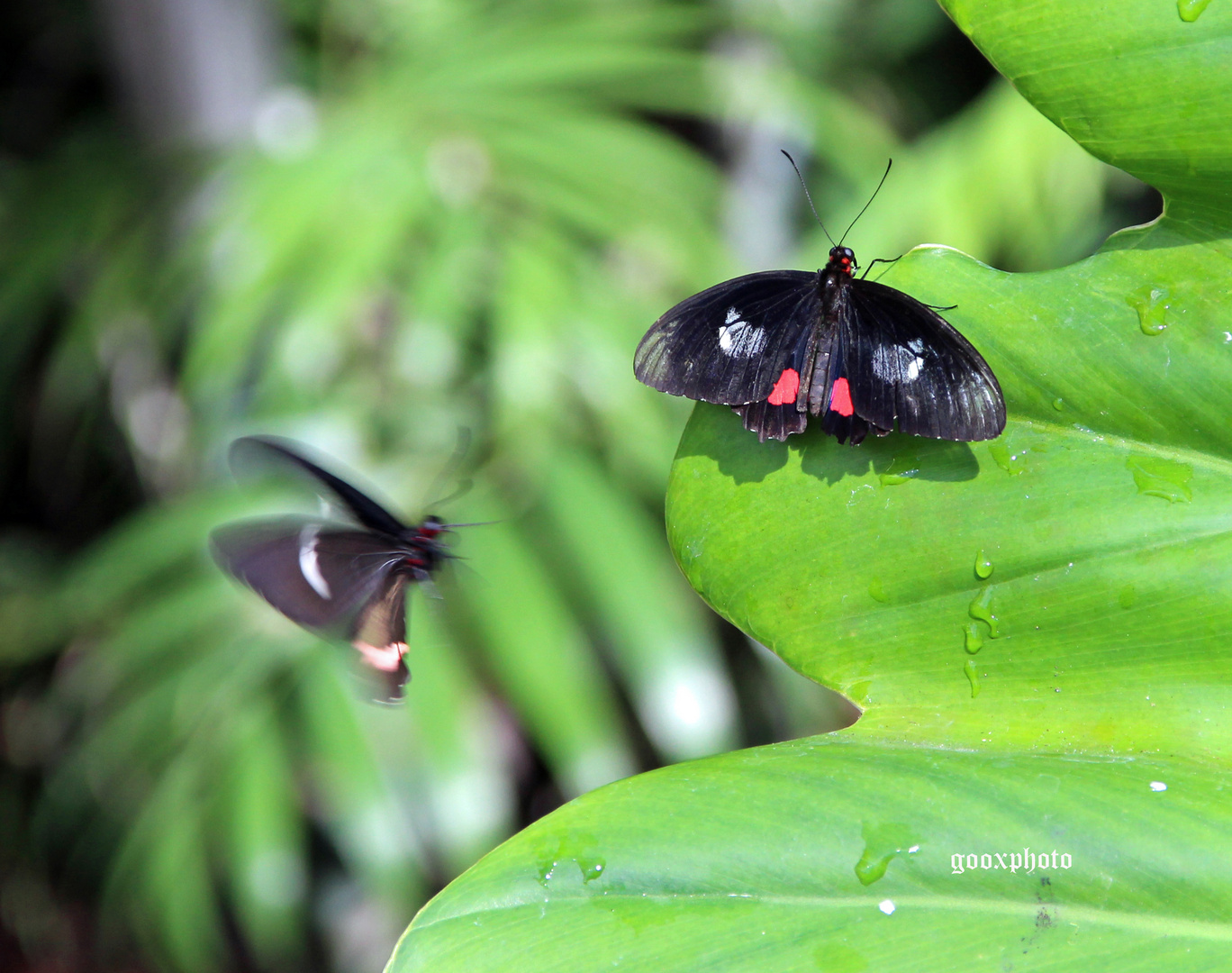 Butterfly House Fairchild Garden Miami Foto Bild Tiere Zoo