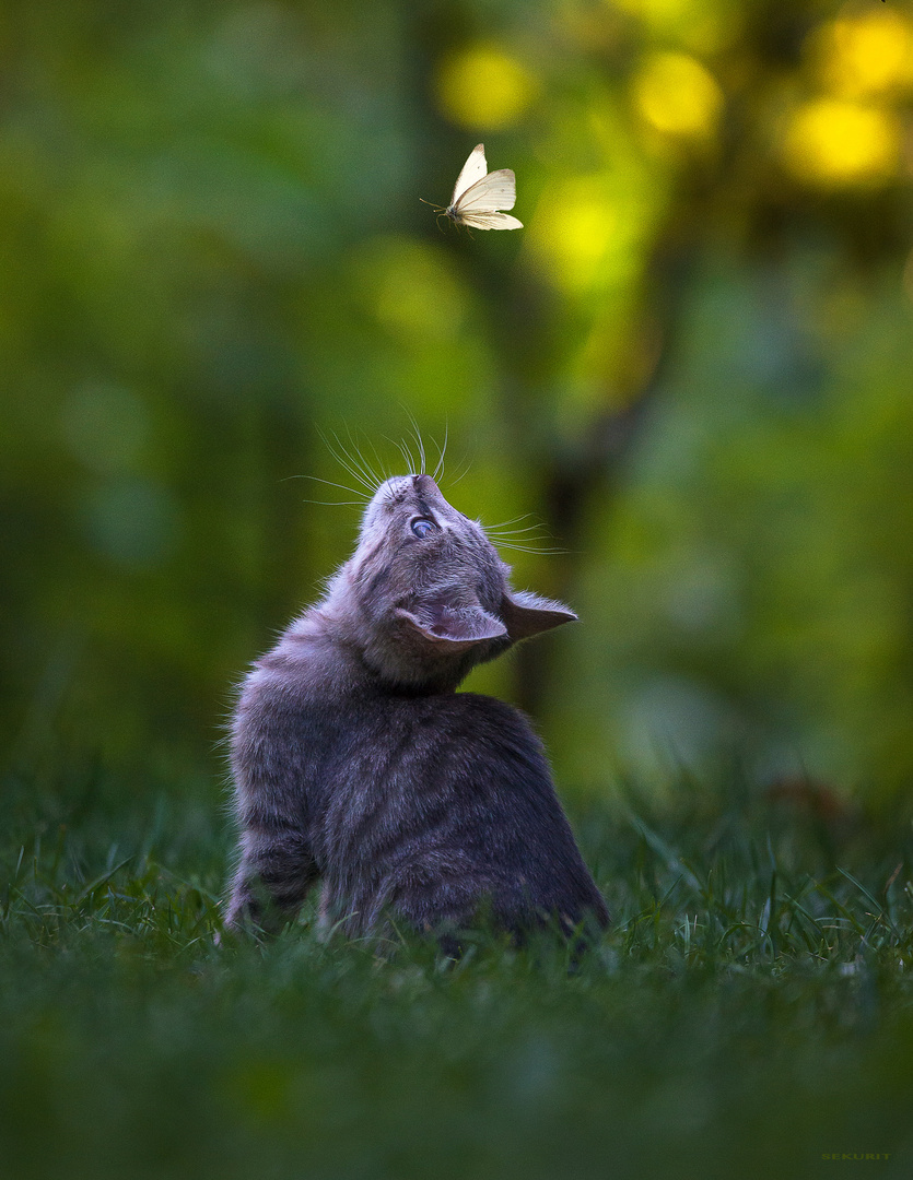 Butterfly hunter