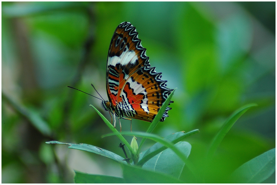 Butterfly Hunting