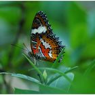 Butterfly Hunting