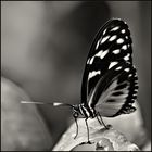 ~ Butterfly II ~