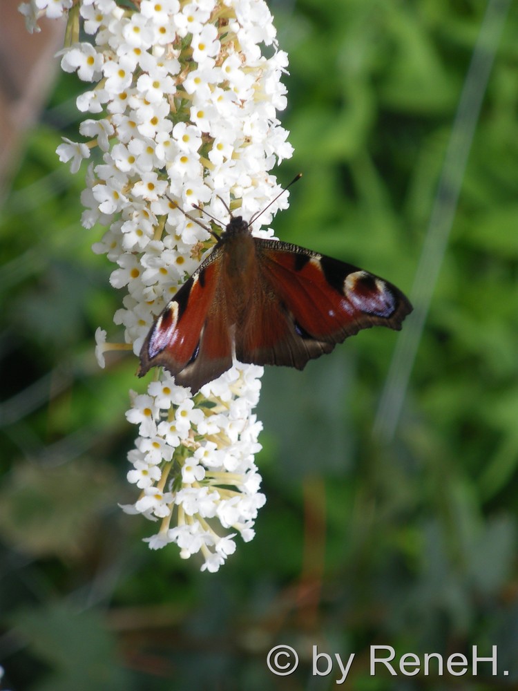 Butterfly II