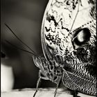 ~ Butterfly III ~