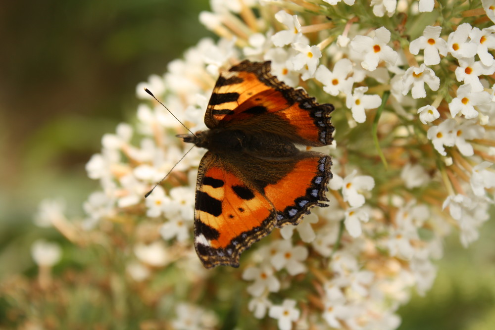 Butterfly im Mittelpunkt