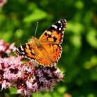 Butterfly in Berlin