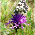 Butterfly in Bewegung