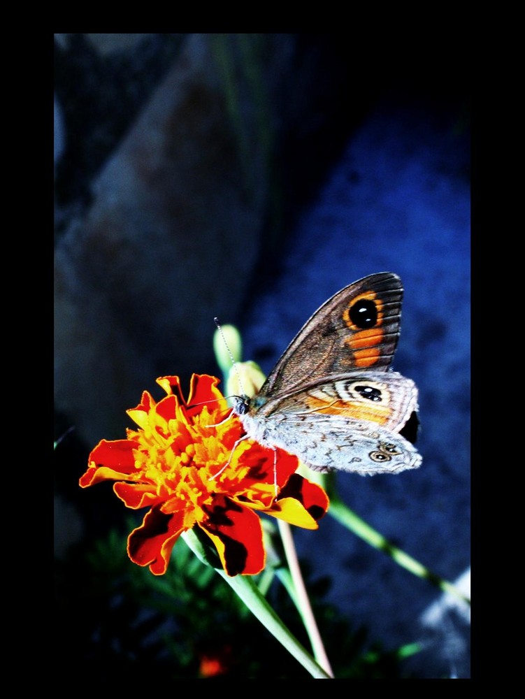 butterfly in blue