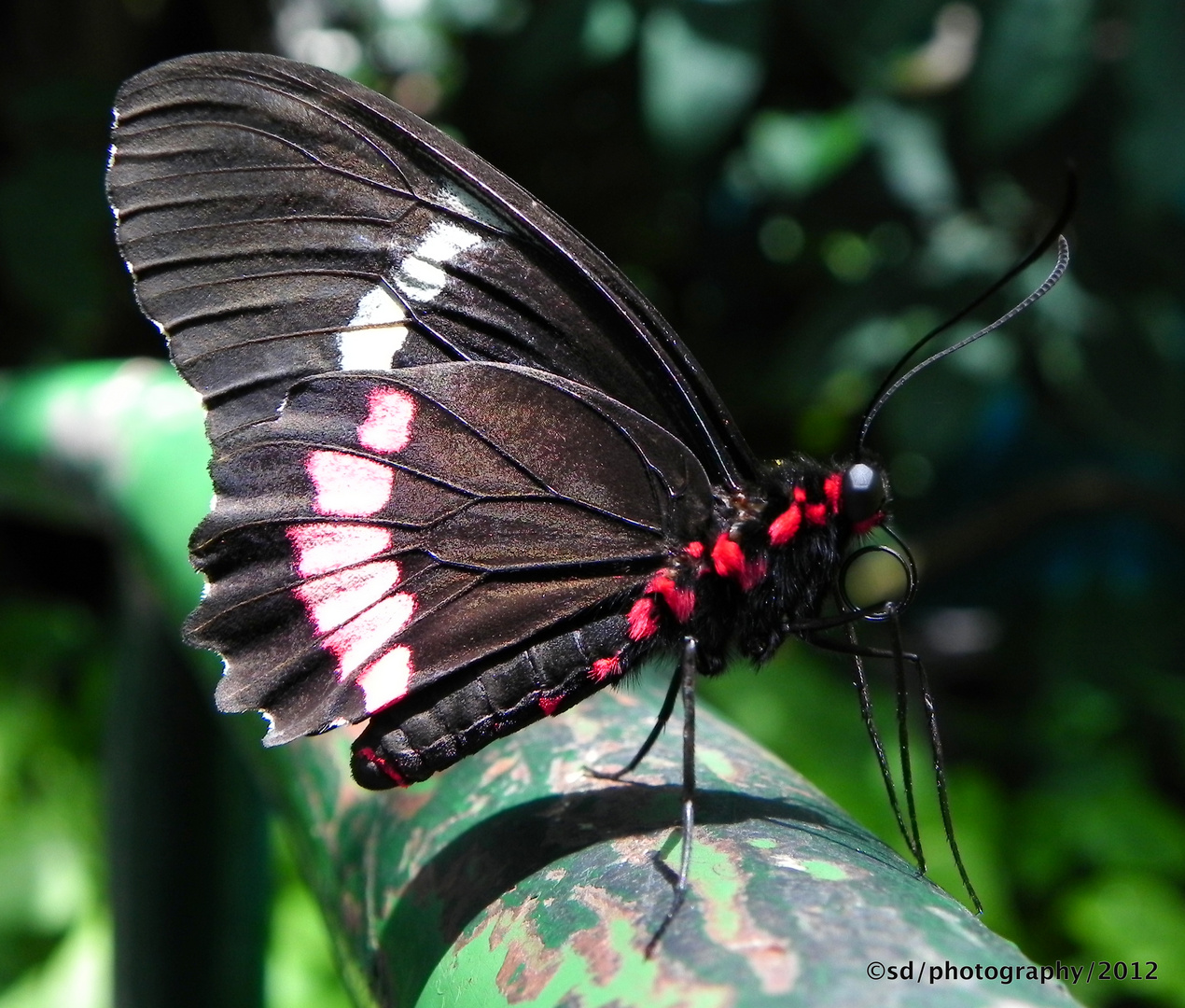 butterfly in california