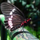 butterfly in california