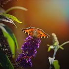 Butterfly in der Abendsonne