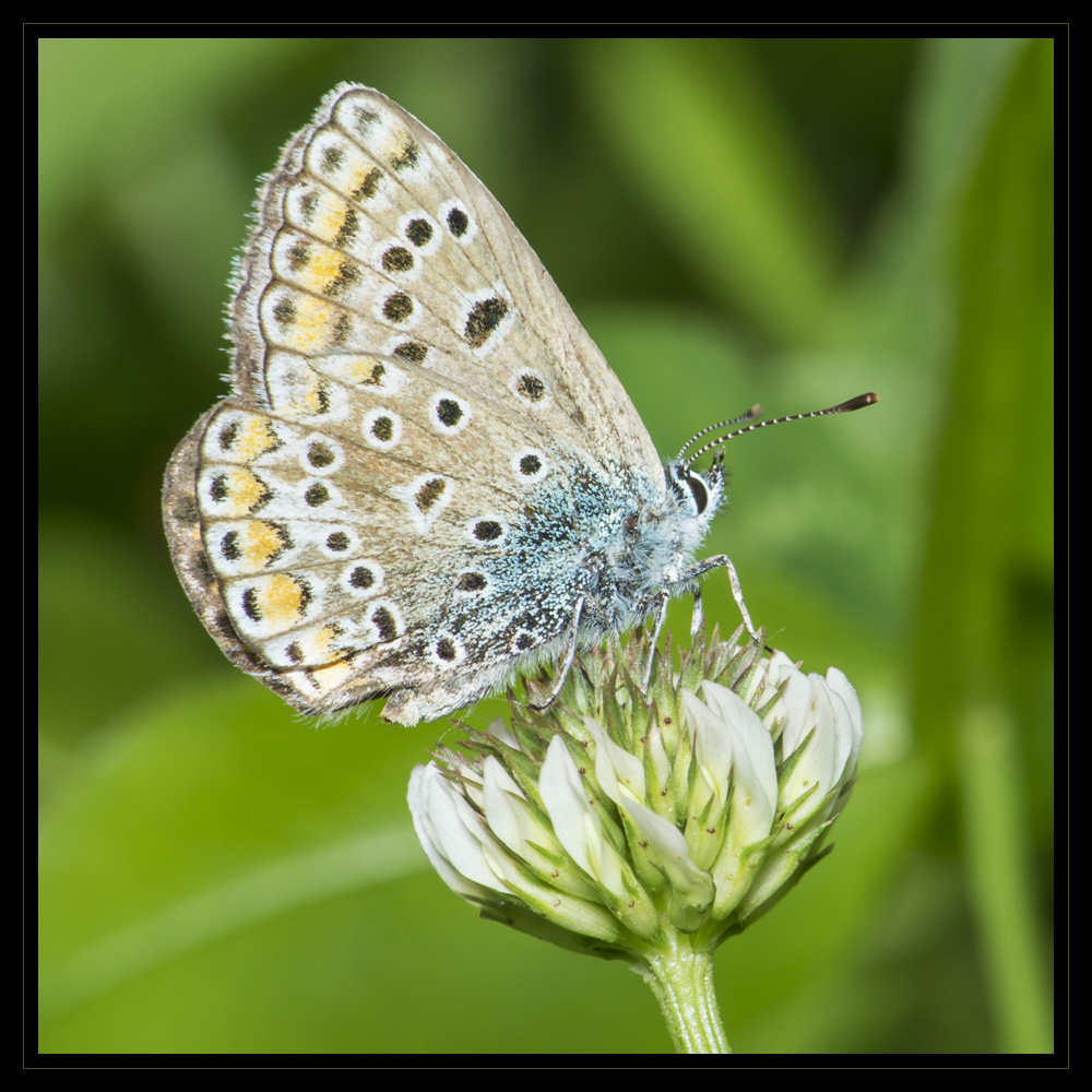 Butterfly In equilibrio sulle punte