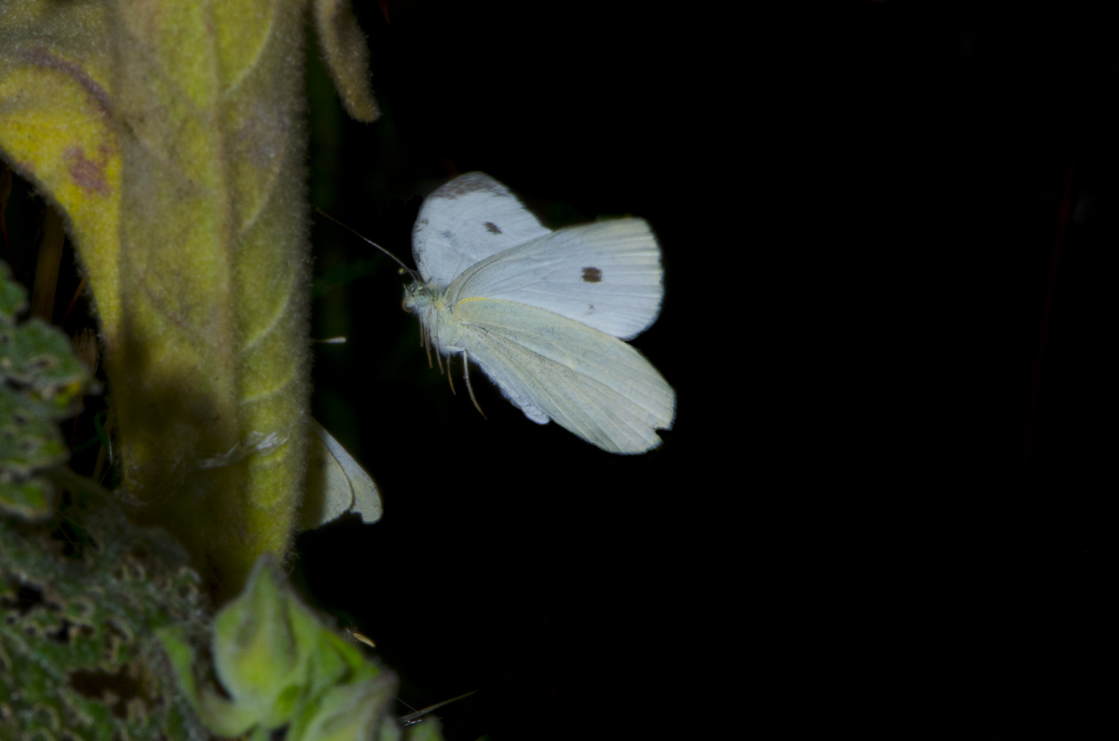 Butterfly in flight 1