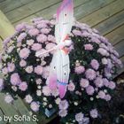 butterfly in Flower