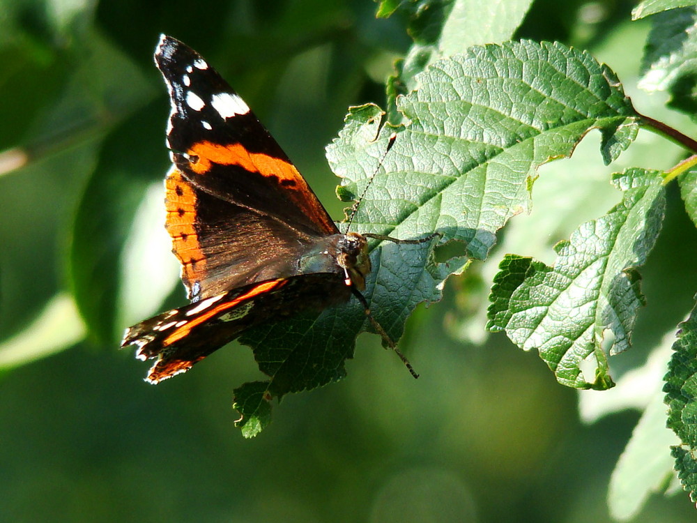 butterfly in forest