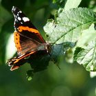 butterfly in forest