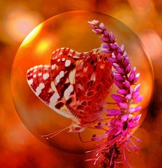 butterfly in glass