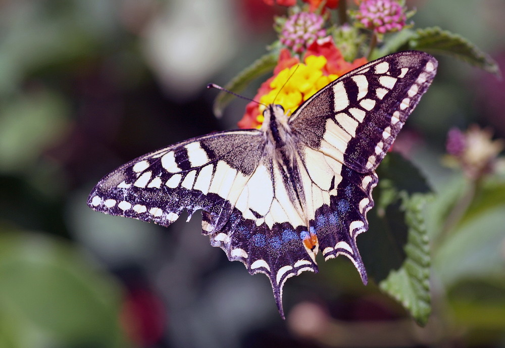 butterfly in Greece (Creta)