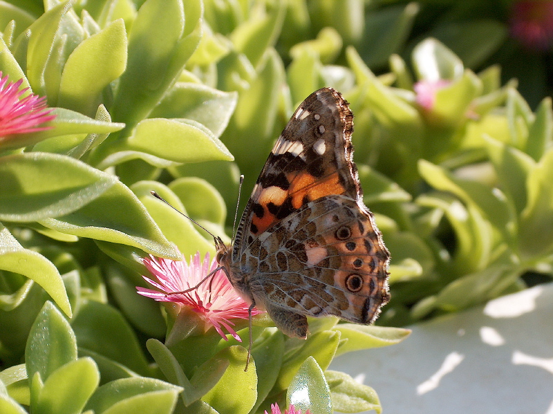 Butterfly in Ibiza