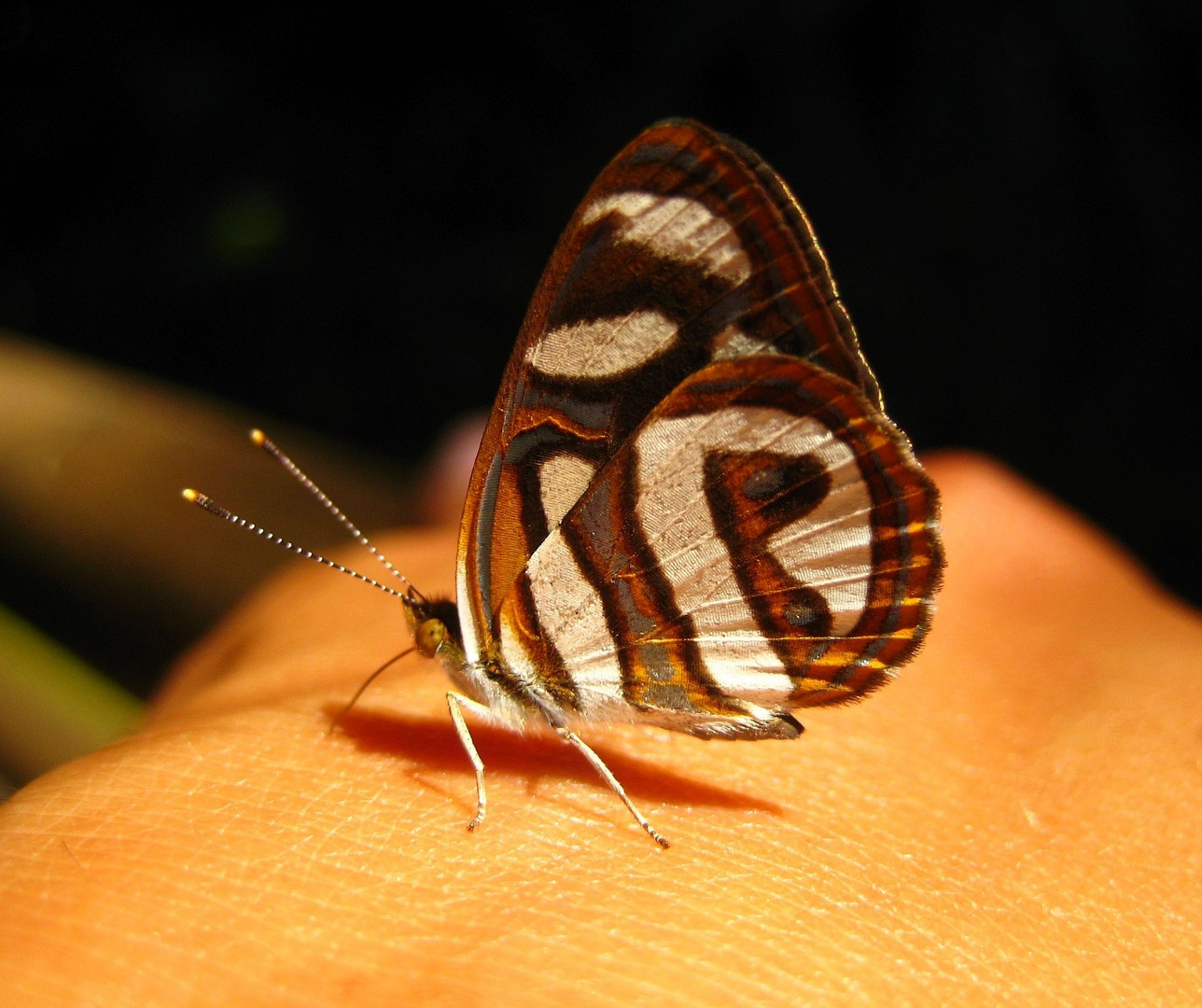 Butterfly in Iguazu