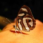 Butterfly in Iguazu