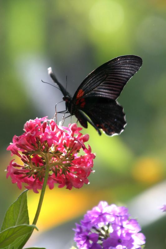 Butterfly in light