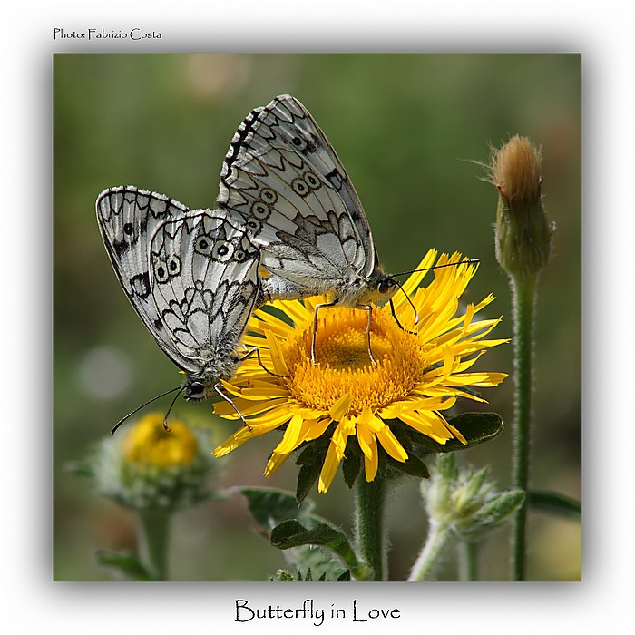 Butterfly in Love