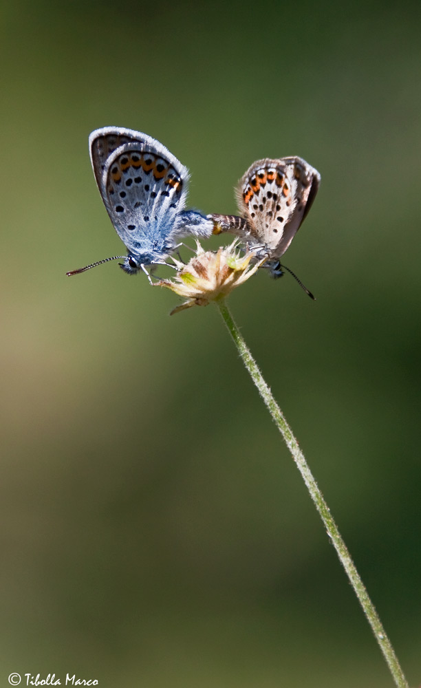 BUTTERFLY IN LOVE