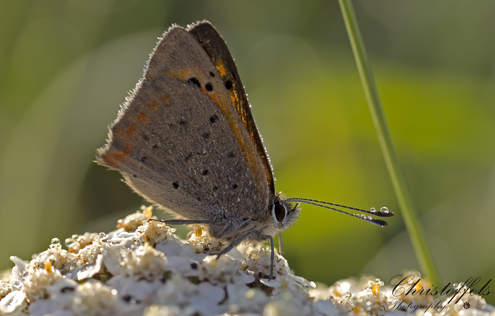 Butterfly in morning-dew!