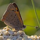 Butterfly in morning-dew!