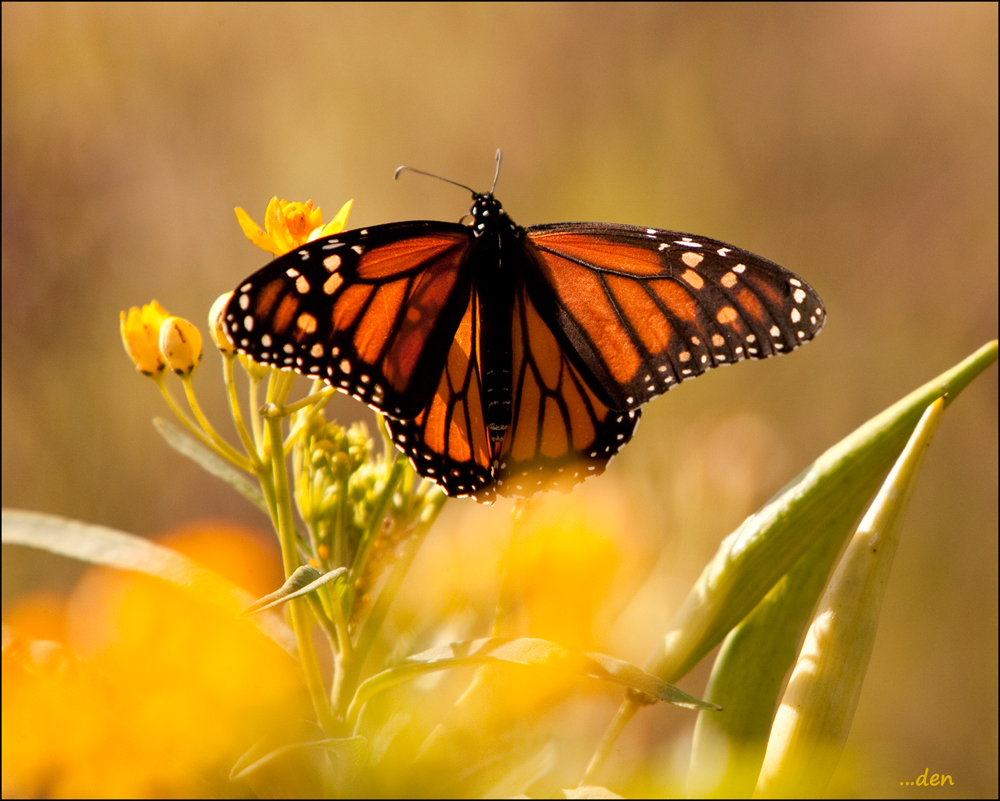 Butterfly in morning light....