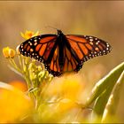 Butterfly in morning light....