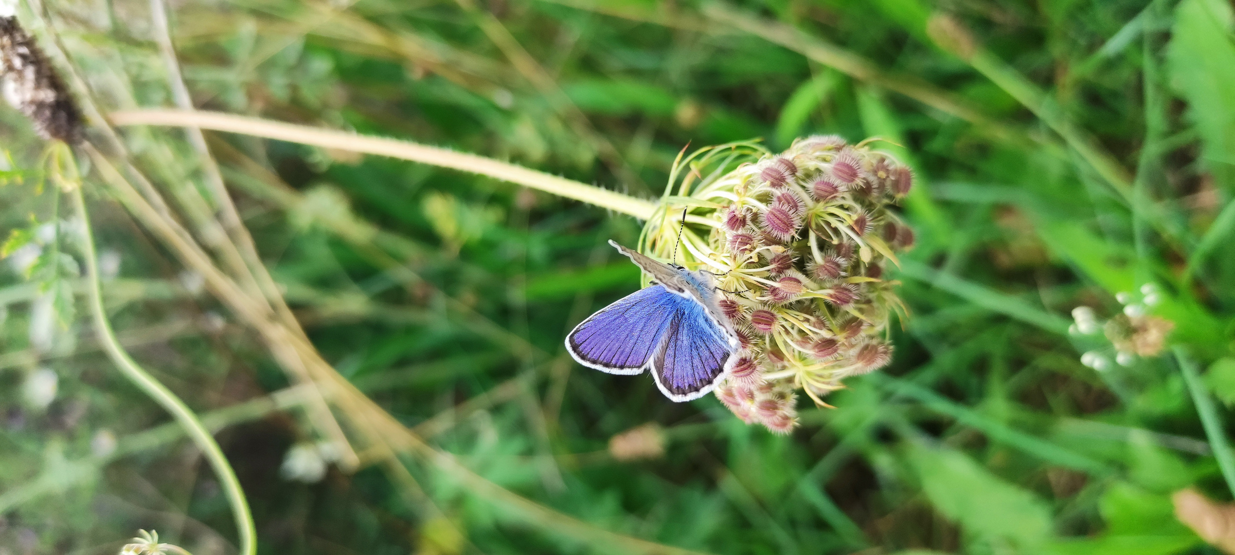 Butterfly in Nature