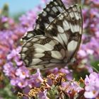 Butterfly in pink...