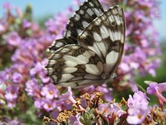 Butterfly in pink...