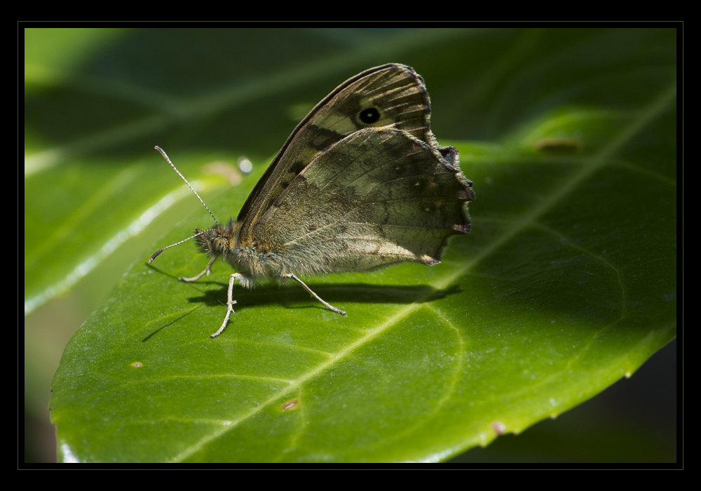 Butterfly in posa