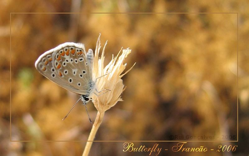 Butterfly in Sight