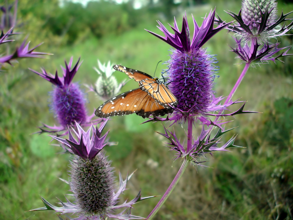 butterfly in Texas with extraordinary flowers