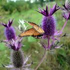 butterfly in Texas with extraordinary flowers