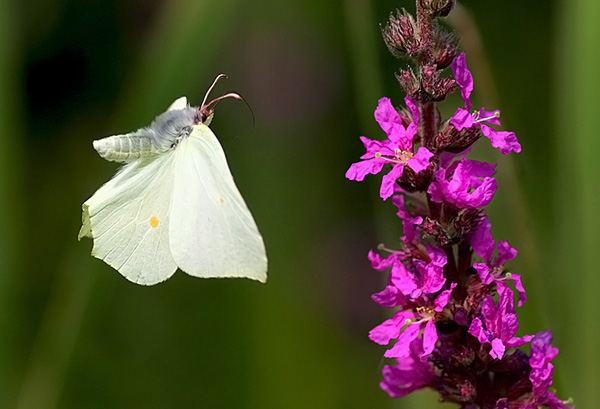 Butterfly in the air