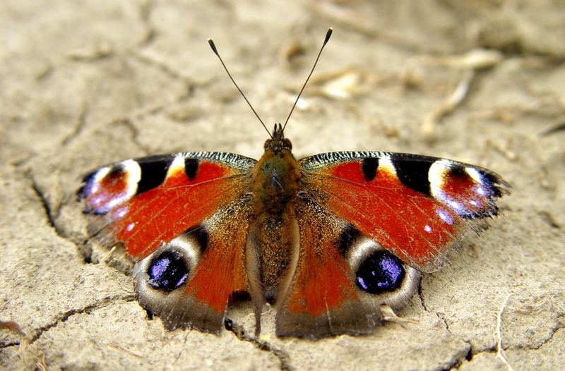 Butterfly in the field