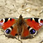 Butterfly in the field