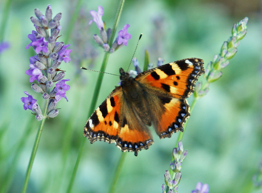 butterfly in the garden