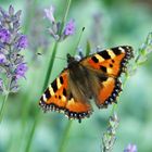 butterfly in the garden